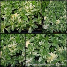 Aeonium Suncup Harry Mak  x 1 Aeonium castello paivae variegata Succulents Plants Rosette Hardy White Flowering Hanging Basket Border Shrubs gomeraeum 